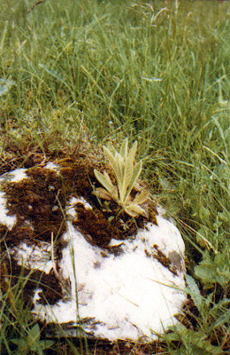 Karr - Bkk-fennsk 1980 nyara
